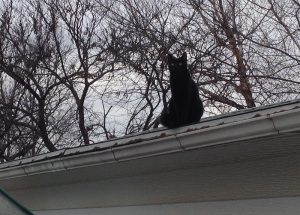 Griffin thinks there might be mice hiding in the gutters.