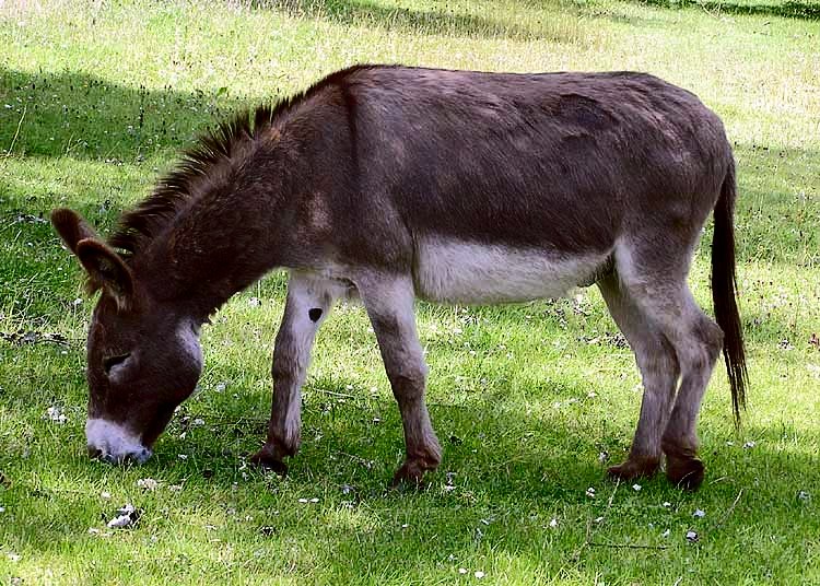 A grazing donkey