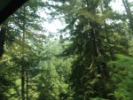 Everytime I tried to get a picture of the forest, the trees were in the way.