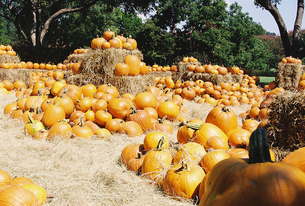 A pumpkin Corral from the Dallas Arboretum