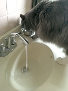 Where does a 20lb Maine Coon cat drink? Anywhere he wants.